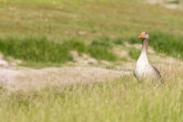 greylag geese, anser anser, in medow, italy