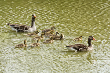 parent greylag geese, anser anser, out with their young goslings on a lake