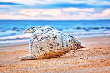 Fototapeta na wymiar Grey seal pup on a beach