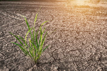 Clump of green grass wild on Brown drought dry soil or cracked ground texture with from agriculture...