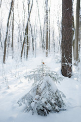 Fototapeta na wymiar little christmas tree in the forest