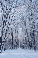 Snowy Path Through Forest. Beautifu winter forest