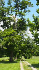 Feldweg in Idyllischer Landschaft, Vermont, USA