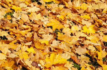 Colorful autumn background with fallen maple leaves