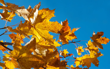 Colorful autumn background with maple leaves and blue sky