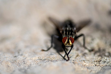 fly looking in the camera close up