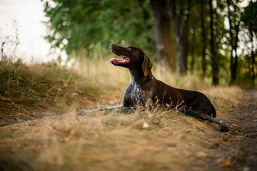 Brown dog lying on the dry grass in the autumn forest