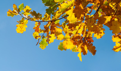 Colorful autumn background with oak leaves and blue sky