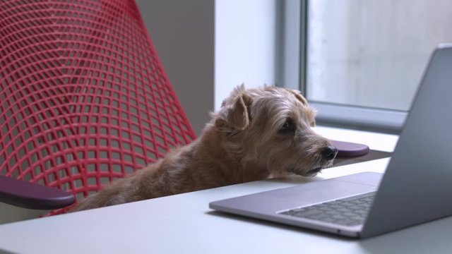 Norfolk Terrier dog looking at laptop computer