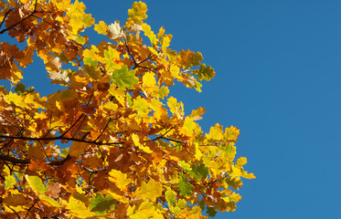 Colorful autumn background with oak leaves and blue sky