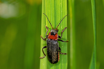 soldier beetle perching on a blade of grass