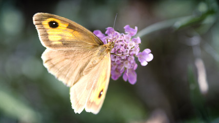Papillon en fleur - 1