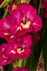 Purpurfarben blühende Gladiolen