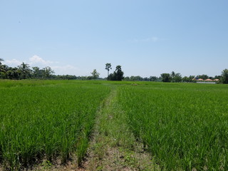 landscape with green field and blue sky Rice plantations in Chiang Mai, Thailand