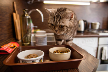 domestic cat in the kitchen walking on the table, Scottish breed