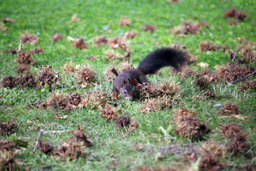 the squirrel is looking for hazelnuts
