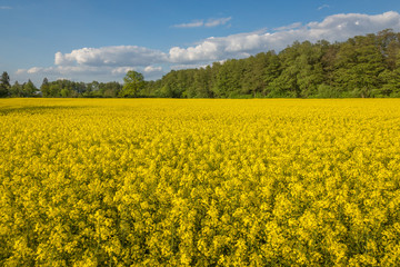 Yellow rapeseed fields and blue sky at sunny spring day