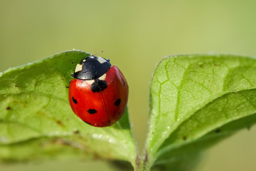 Ladybug on green leaf and green background
