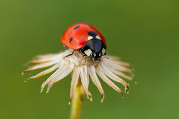 Fototapeta premium Ladybug on grass macro close up