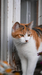 die orange Katze