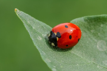 ladybug on grass