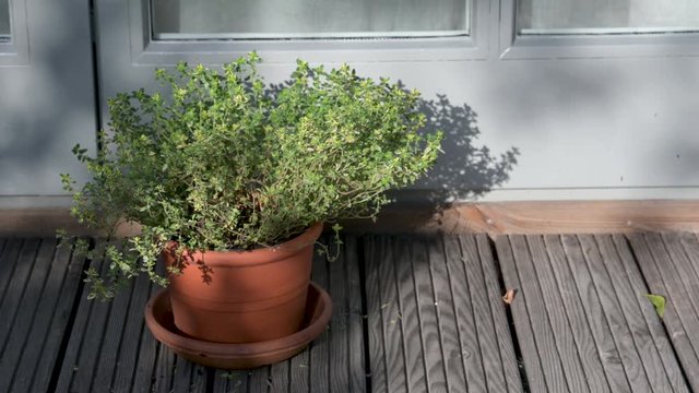 Thymian Pflanze drau&szlig;en, in einem Tontopf auf einem Holzboden einer Terasse . Die Sonne wirft Schatten, der Wind bewegt die Zweige und Bl&auml;tter