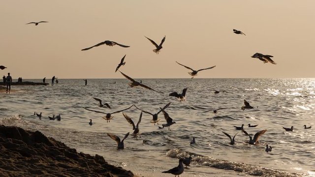 Baltic sea many birds gulls flying silhouettes near shore beach on sunset time