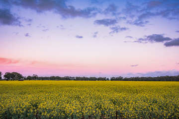 Obraz premium Canola Sunset
