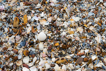 Plenty of seashells view from top overhead on the beach background texture Wallpaper with small stones of the beach