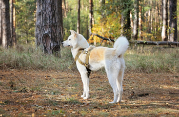 Akita inu dog in the autumn forest