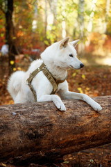 Akita inu dog in the autumn forest
