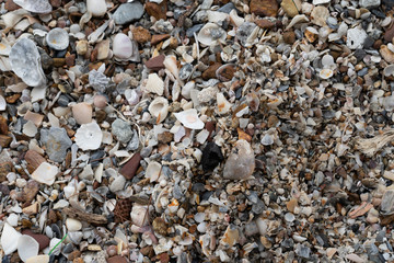 Plenty of seashells view from top overhead on the beach background texture Wallpaper with small stones of the beach