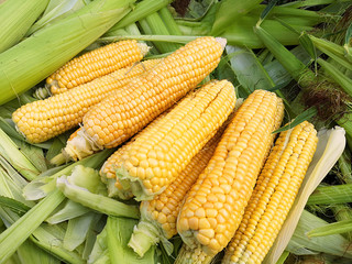 Beautiful ripe corn, the harvest. The view from the top. Diet. The use of forage crops