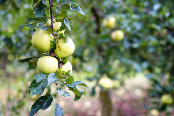 Apple garden in the harvest season with ripe fresh apple fruits on the tree branch and green leaves. Natural organic agricultural background