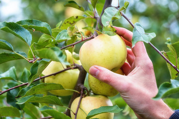 Men's hand picking a ripe apple fruit in the harvest season. Natural organic agricultural background