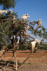 Ziegen auf Baum Marokko