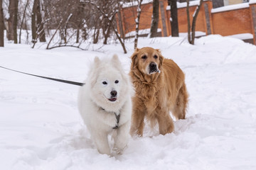two dogs stand in the snow against a background of a fence in a winter park, a golden retriever and a husky