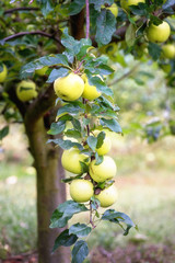Apple garden in the harvest season with ripe fresh apple fruits on the tree branch and green leaves. Natural organic agricultural background, vertical image