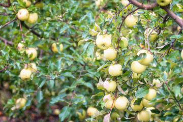Apple garden in the harvest season with ripe fresh apple fruits on the tree branch and green leaves. Natural organic agricultural background