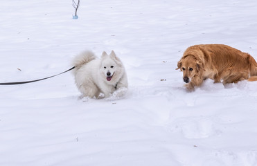 two dogs play in the snow isolated, a golden retriever and a samoyed like dog on a background of white snow in a winter park