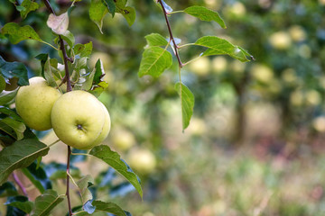 Apple garden in the harvest season with ripe fresh apple fruits on the tree branch and green leaves. Natural organic agricultural background