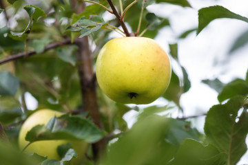 Apple garden in the harvest season with ripe fresh apple fruits on the tree branch and green leaves. Natural organic agricultural background