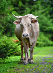 Cute brown cow looking at the camera