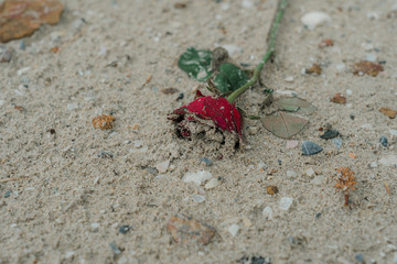 Wilted rose flowers on sands 