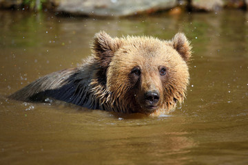 Young brown bear (Ursus arctos) swimming in a water