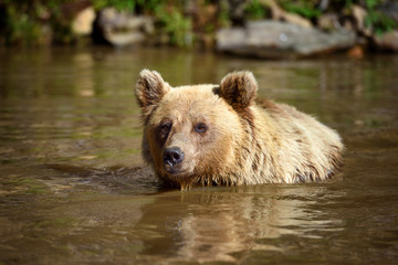 Fototapeta na wymiar Brown Bear (Ursus arctos) swimming in a water