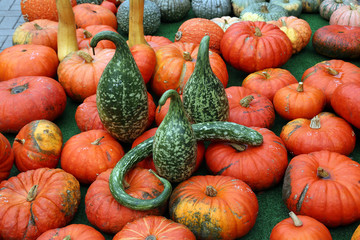 Verschiedenen Kürbisse