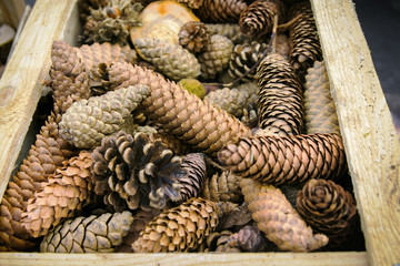 Fototapeta premium Different pine fir tree cones in vintage wooden garden box at Christmas market. Natural decoration materials for holiday crafts with kids