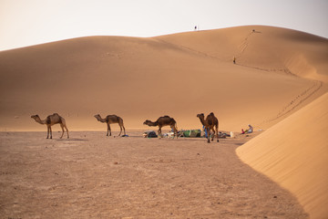 Fototapeta na wymiar Karawane Sahara