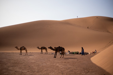 Fototapeta na wymiar Sahara Wüste Dünen
